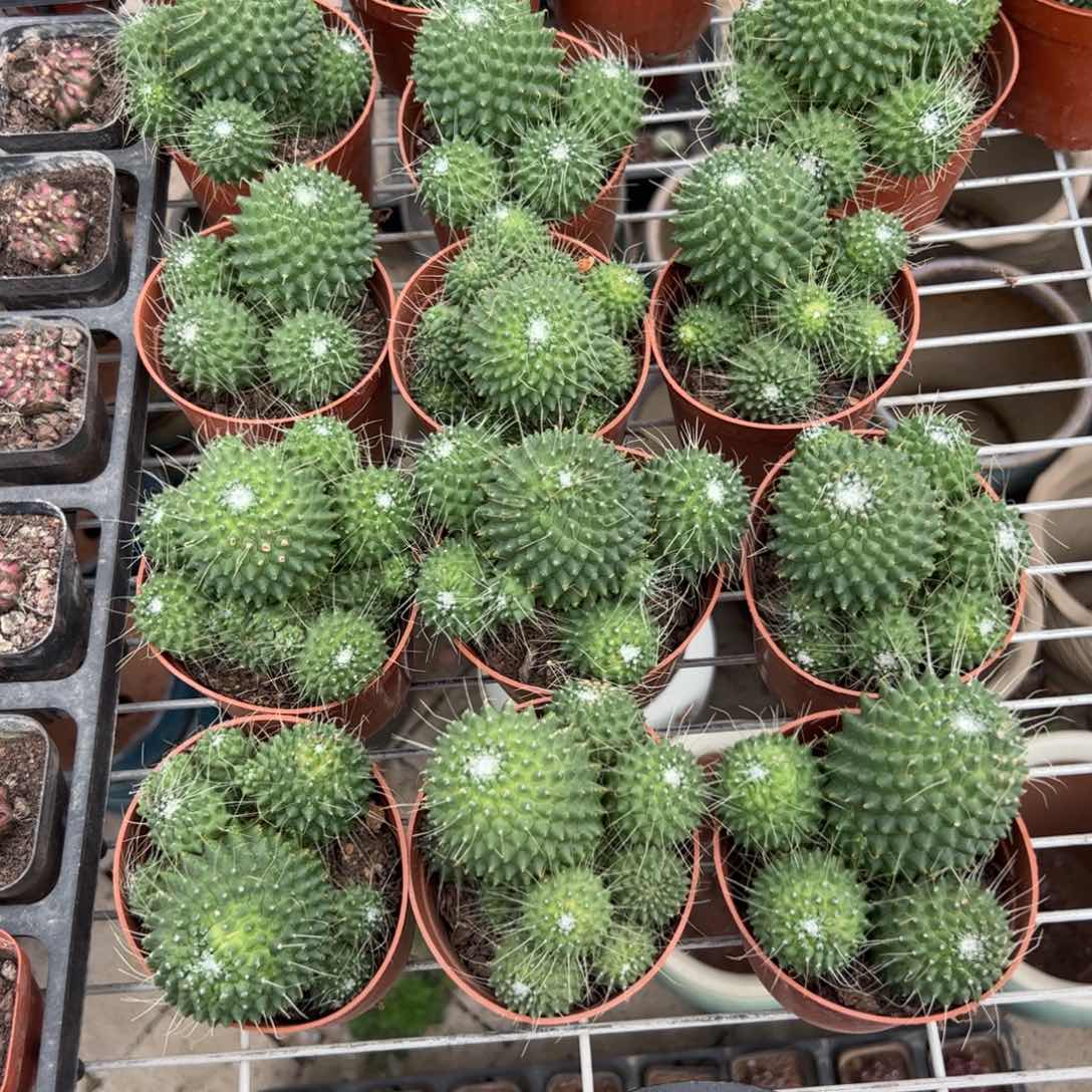 白珠群生 满三单发货