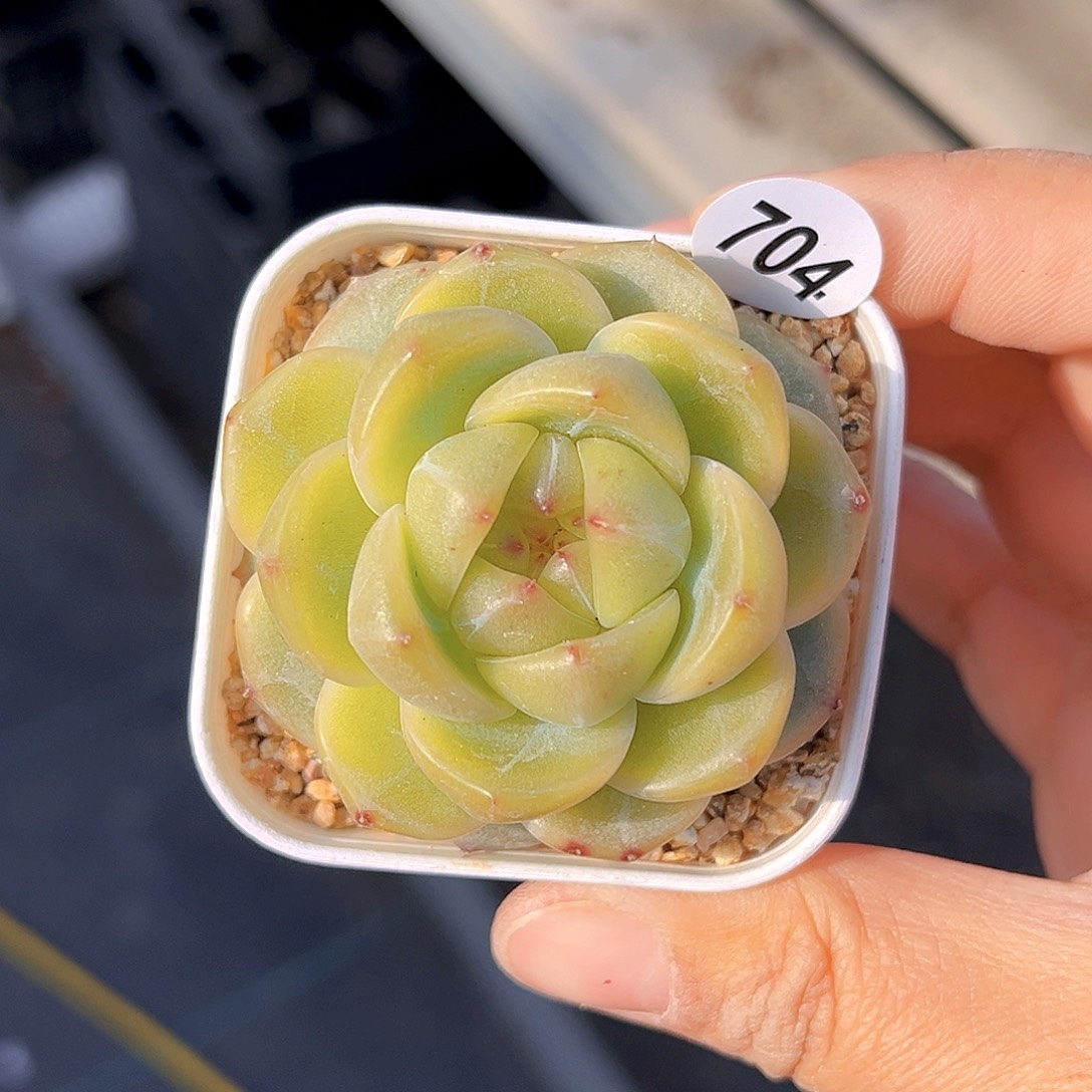 704 新品珍妮  满18包邮