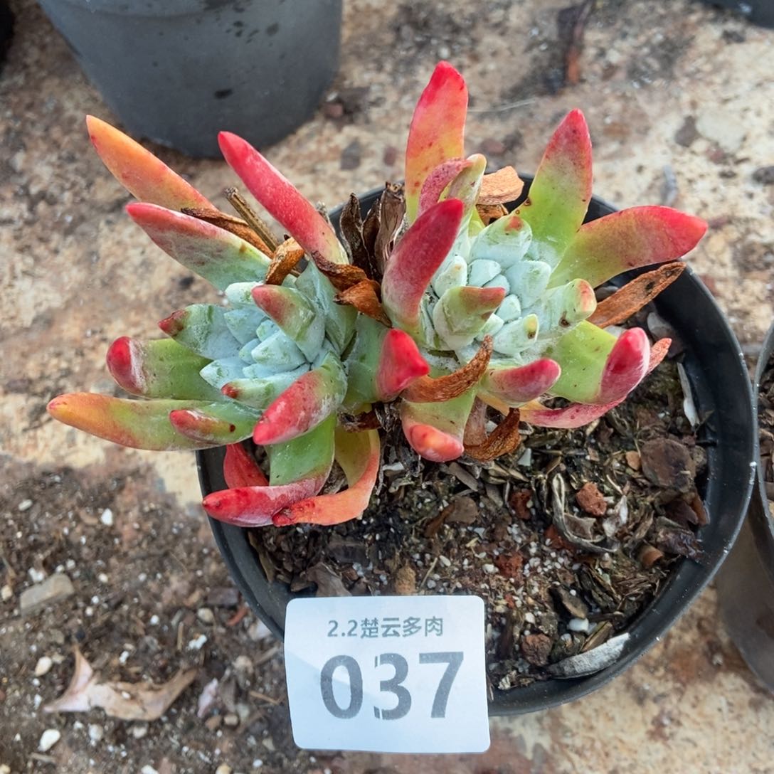 037多肉植物啦啦啦