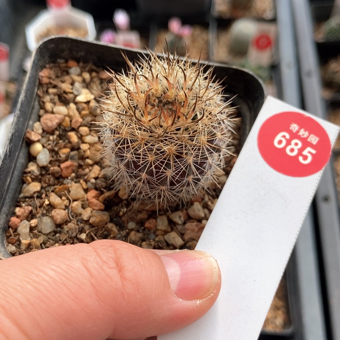 实生豪刺智利球3.1cm