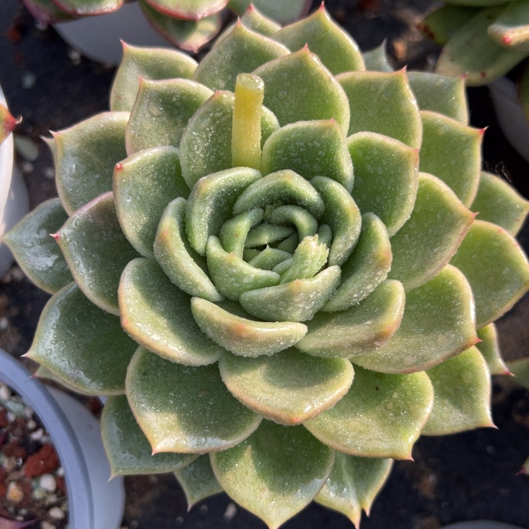 多肉植物一物一拍（162号）