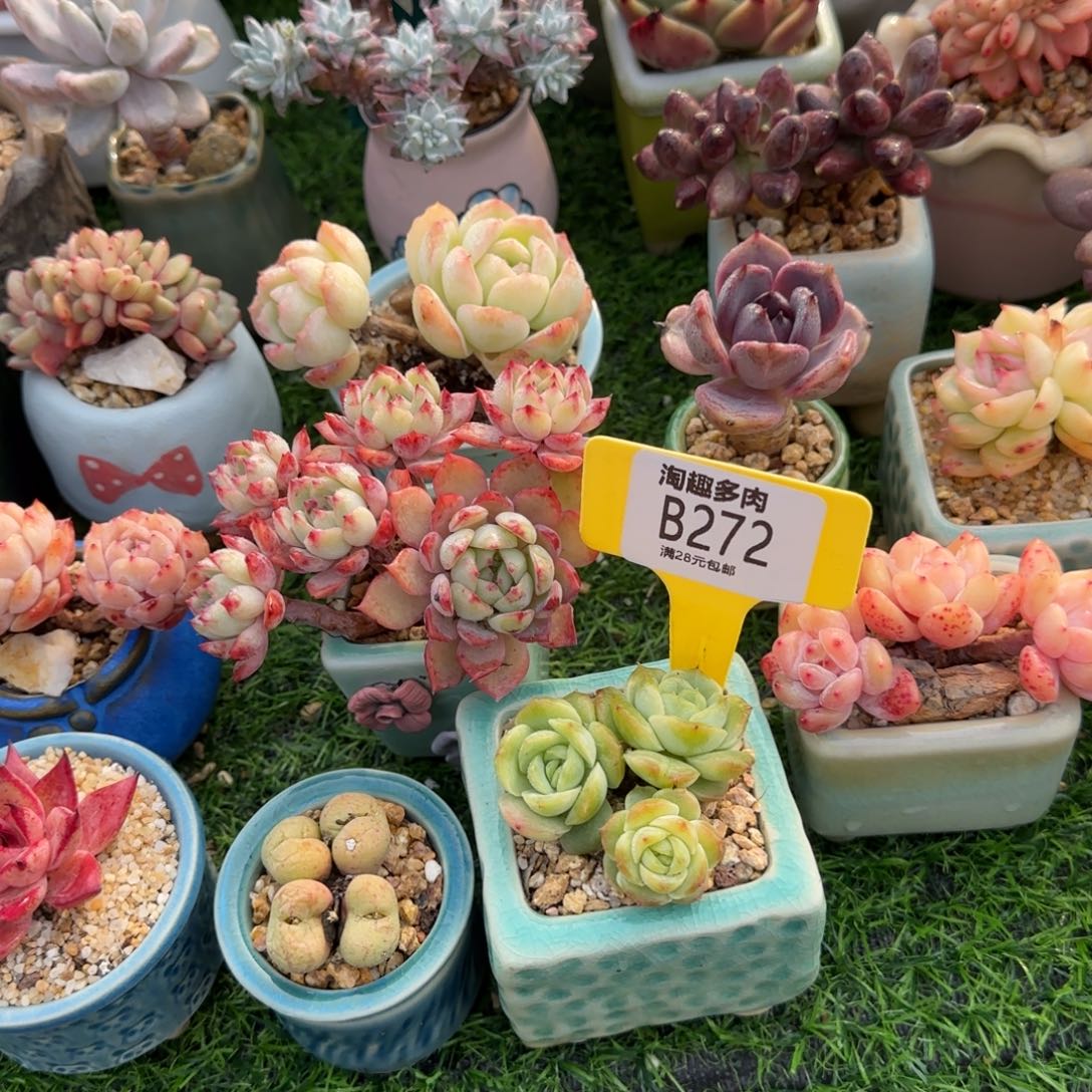 果***?多肉植物1111111111