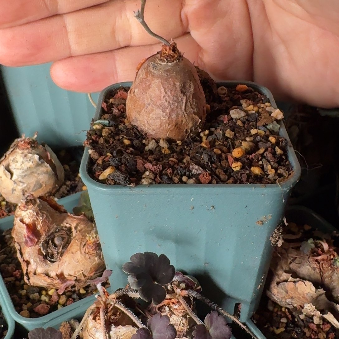 肾叶洋葵带花苞带6cm盆发