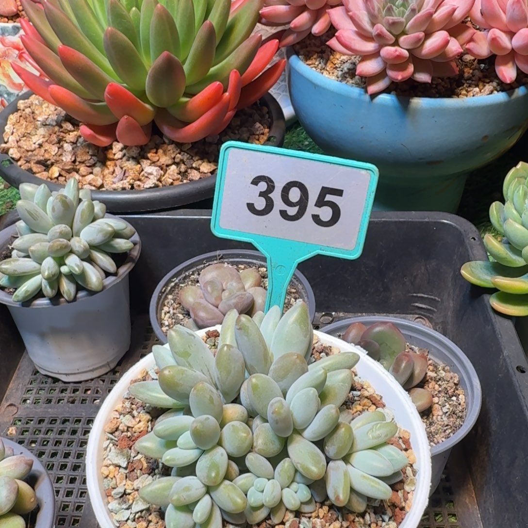 白兰地多肉植物395