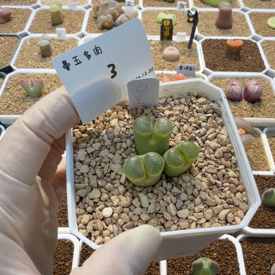 -***-多肉多肉多肉12.30-003