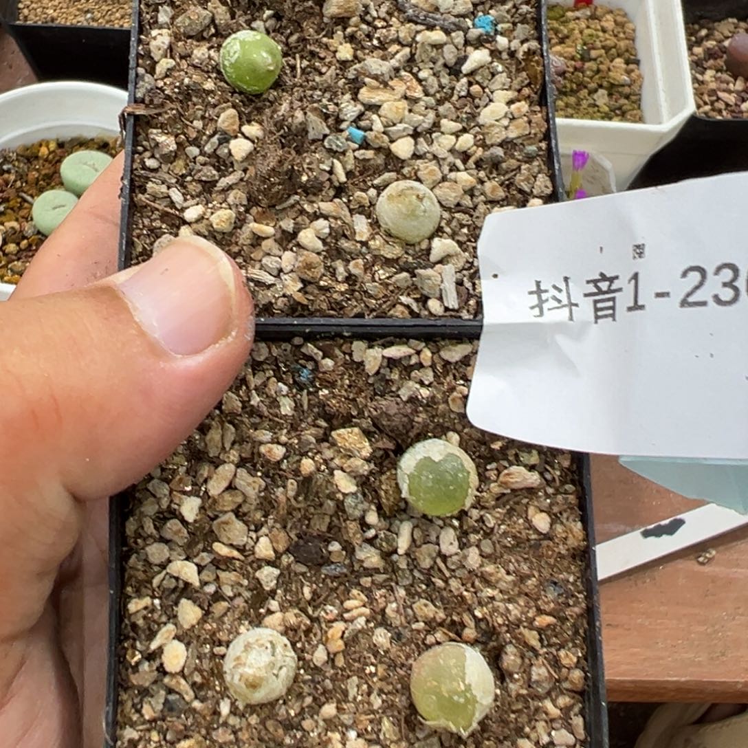 1-236量拍哈莫灯泡一颗