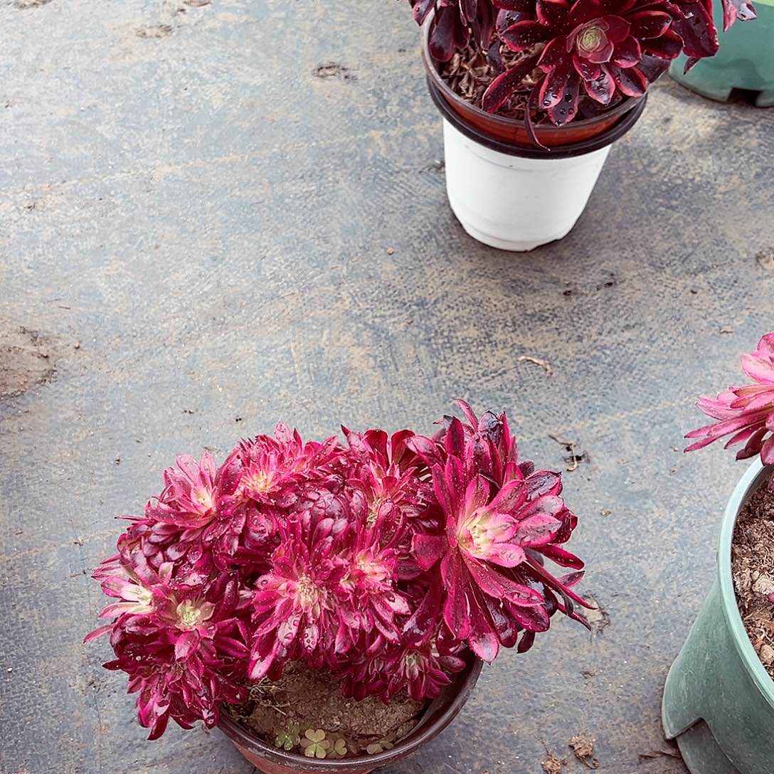 法师多肉植物f s