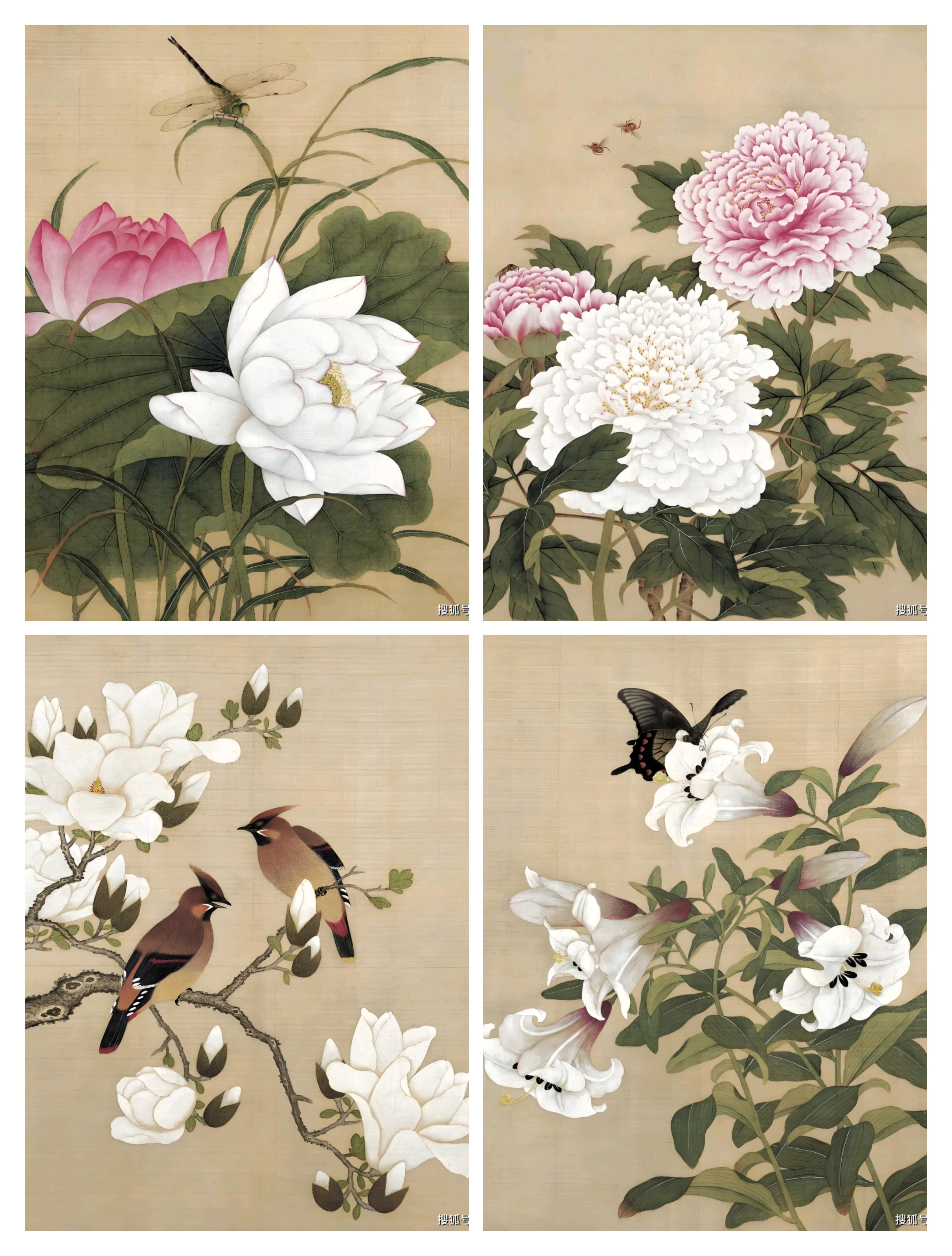 临清余稚四幅花鸟教学带底稿彩图视频和同大熟宣