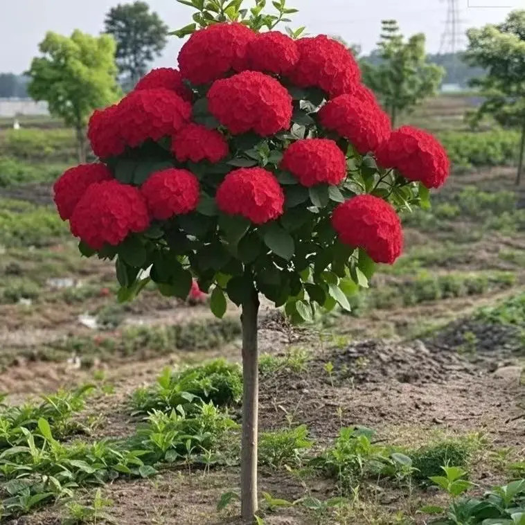 中华木绣球树苗四季开花庭院室外阳台绣球花盆栽耐热耐寒花卉