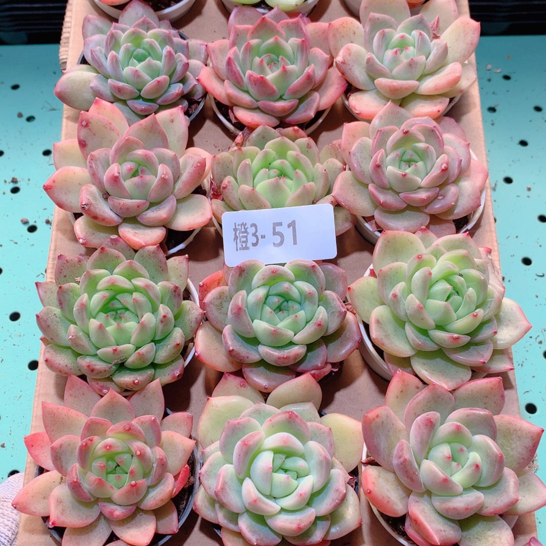 3-51一物一拍多肉带盆18颗