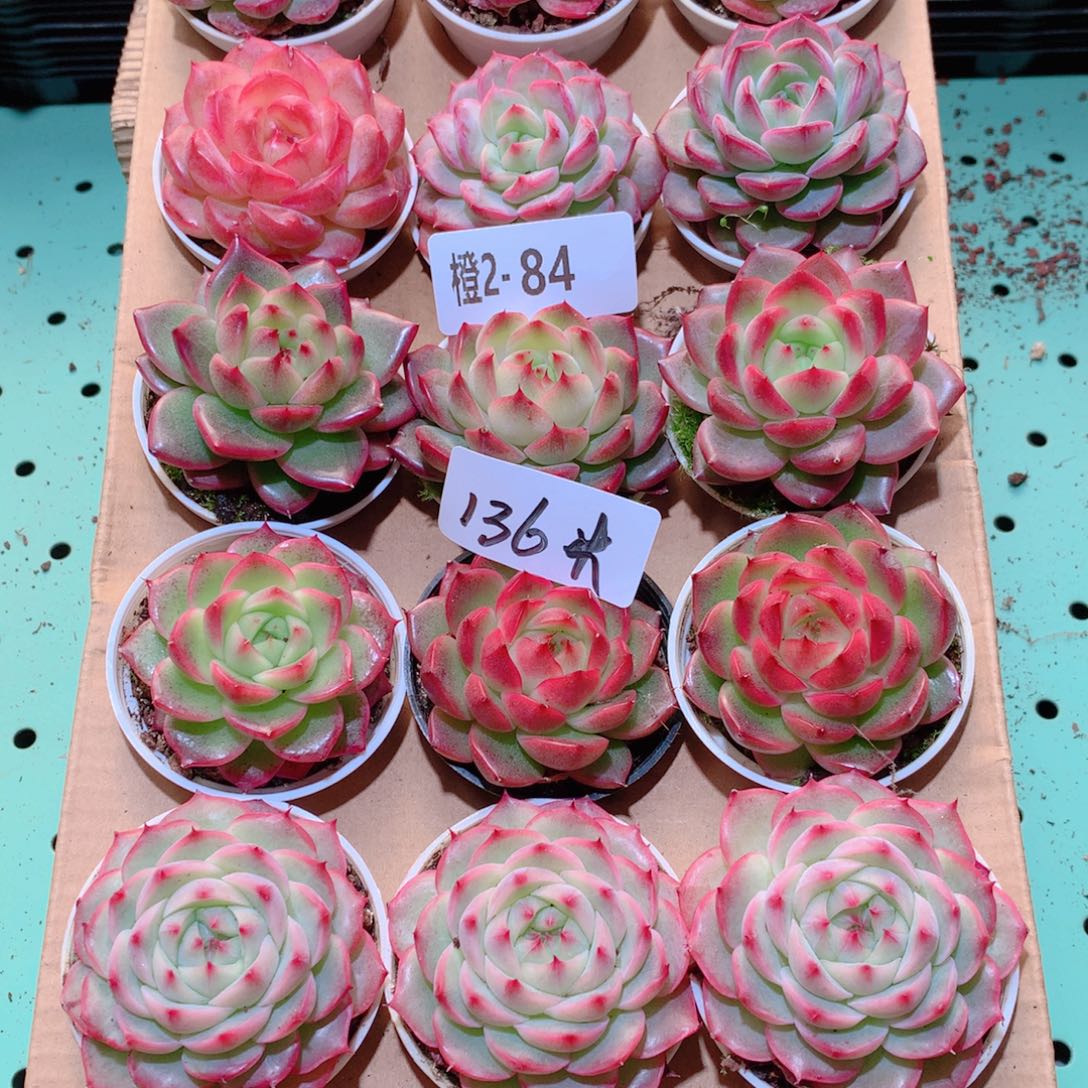 2-84一物一拍多肉带盆18颗