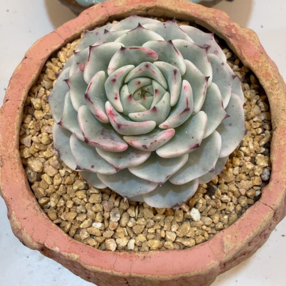 沙洛基牡丹 安吉园艺锦