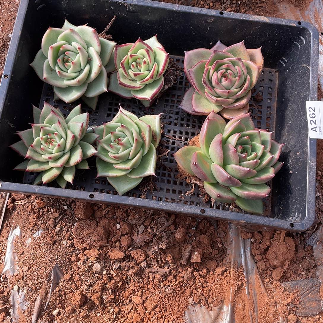 若如多云单拍A262