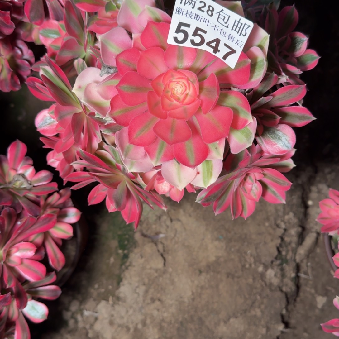 5547女巫多肉植物