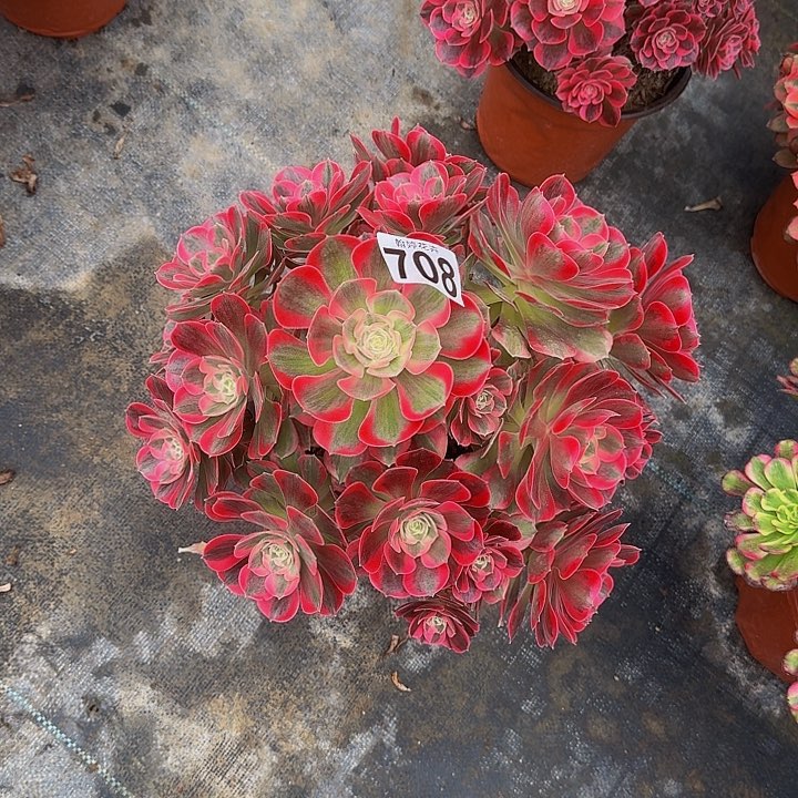 0000000000000708女郎