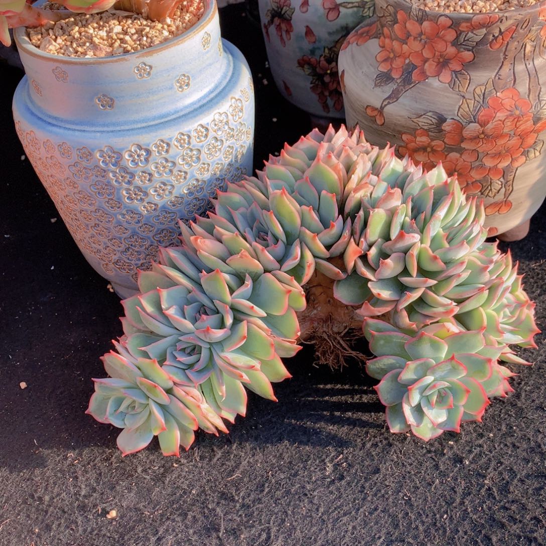 精品多肉植物花卉盆栽花卉