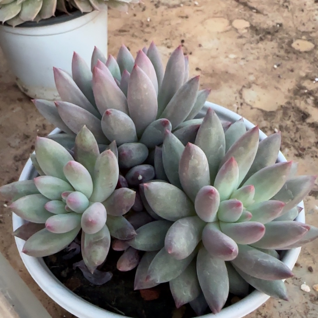 虞美人群多肉植物