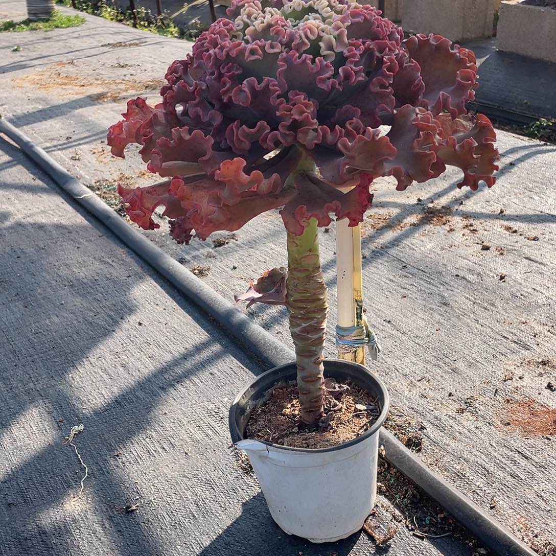 安***6A 6 I包菜女王多肉植物1棵