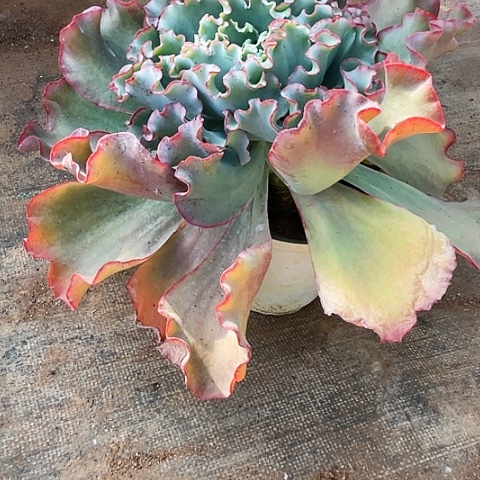 2****0多肉植物杂交 1棵