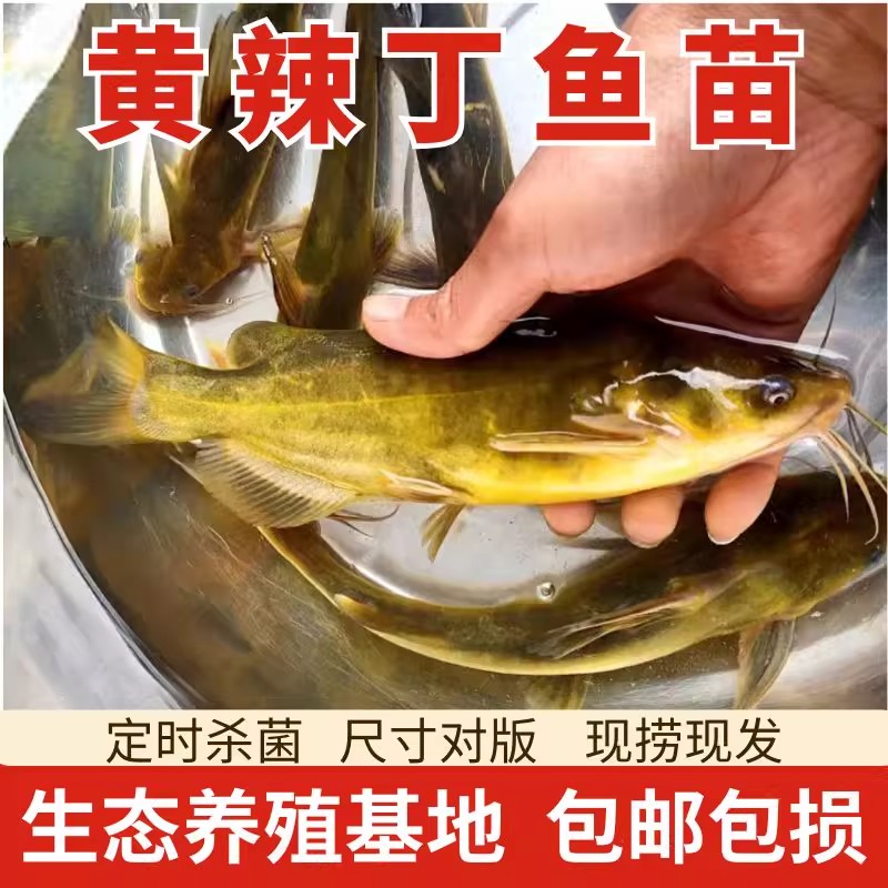 黄骨鱼   耐活易养  鲜活淡水鱼