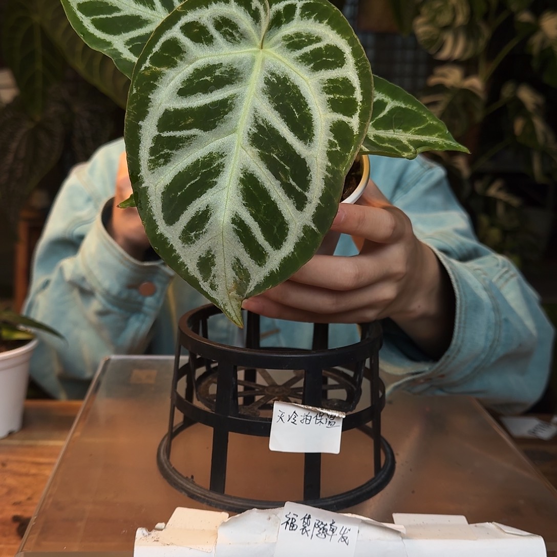 完全开放H116冰沙杂银色闪光