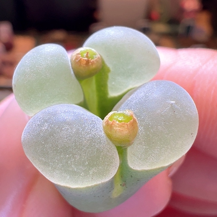 689。 优选超白绒窗五年母本2151