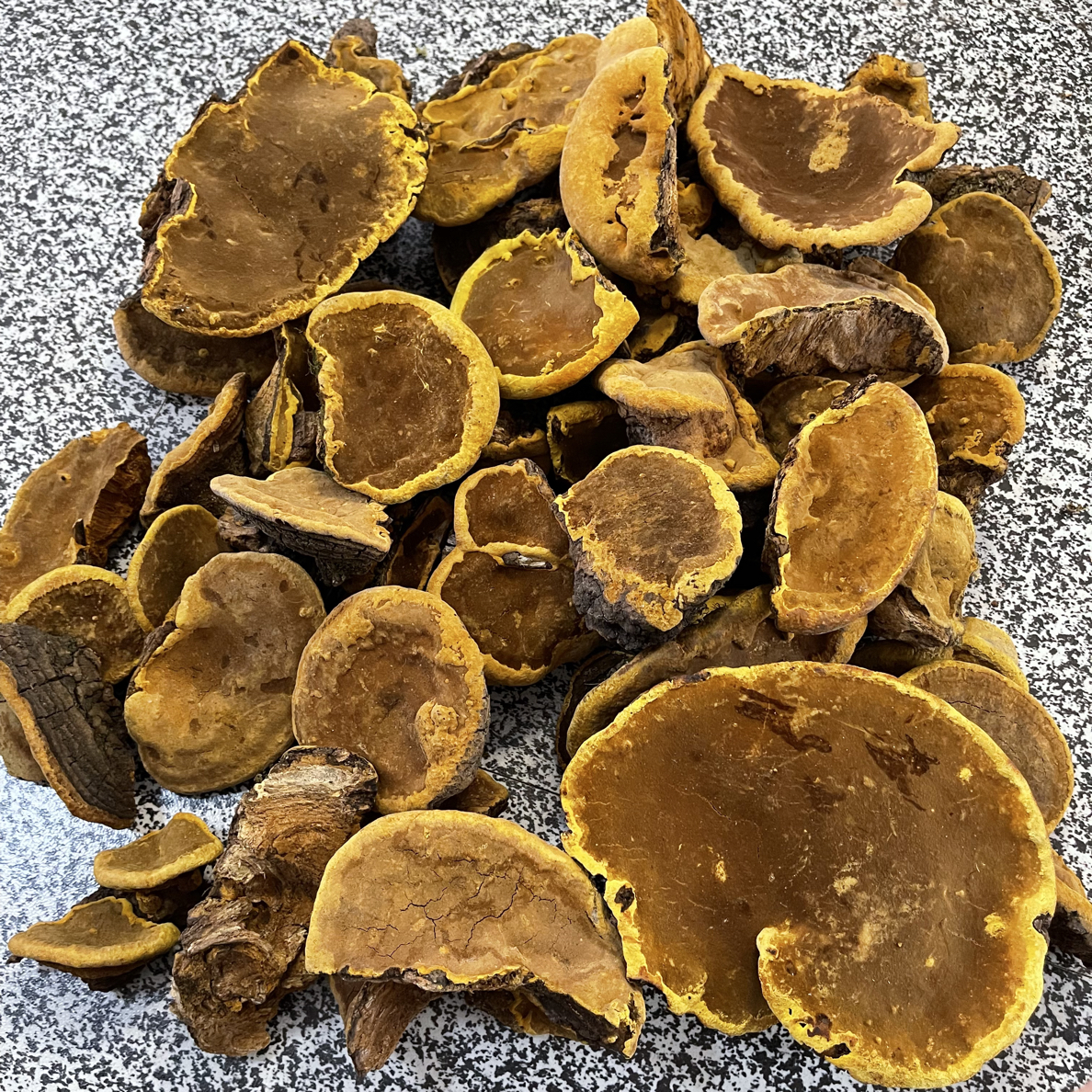 桑树桑黄 源自深山 手工采摘 自然晾晒