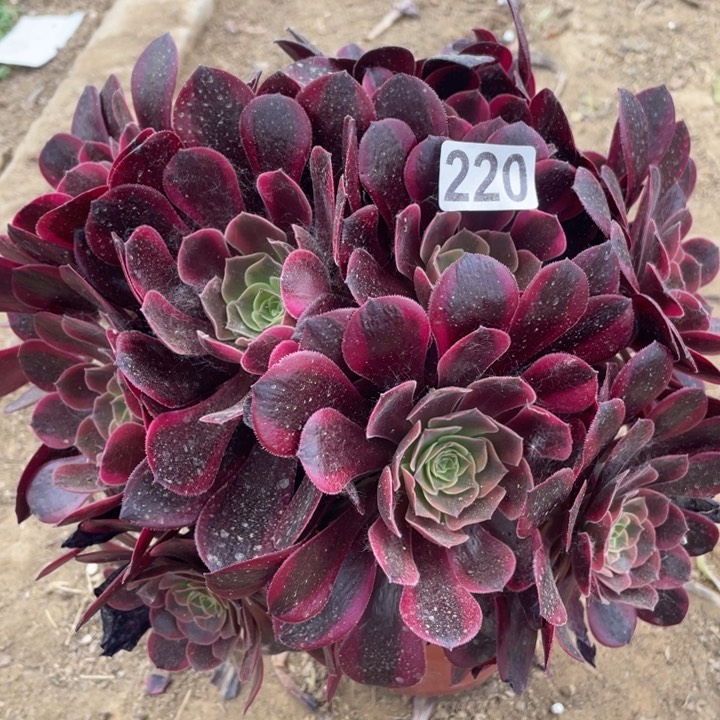 220多肉植物凤冠