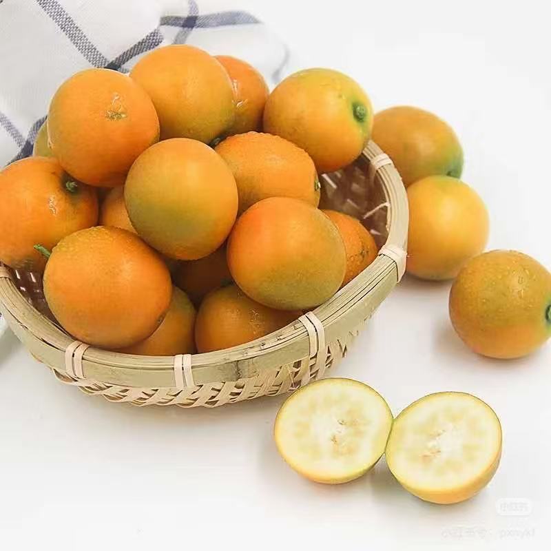 阳朔脆甜金桔-1斤广西壮族自治区
