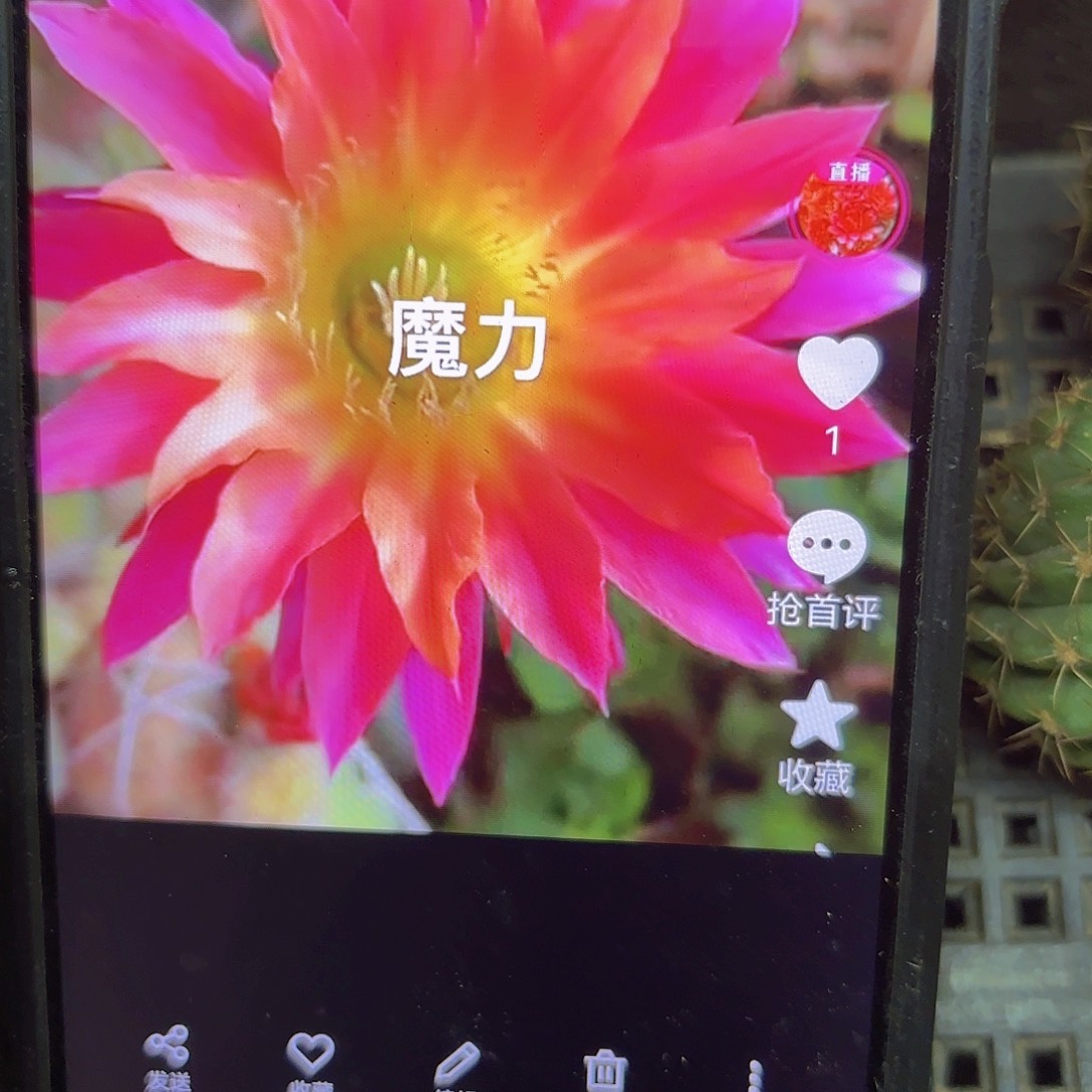 魔力彩侧牙20包邮瑕仙人球25