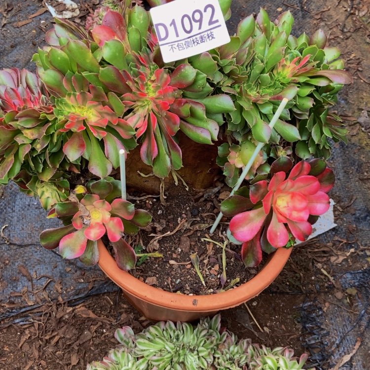 【闪购商品】?**?1092香妃高锦多肉