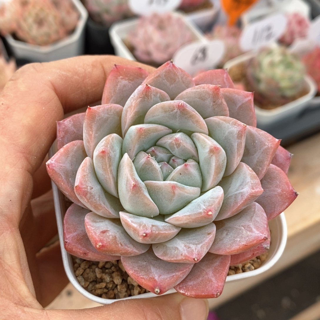 精品多肉一物一拍不包整329