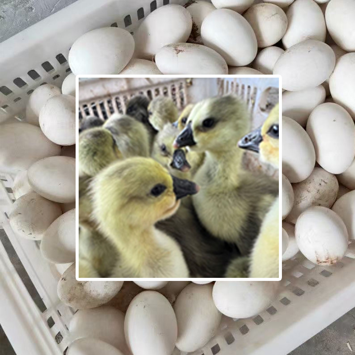 1号（3两）狮头鹅 蛋 顺丰包邮  味道鲜美