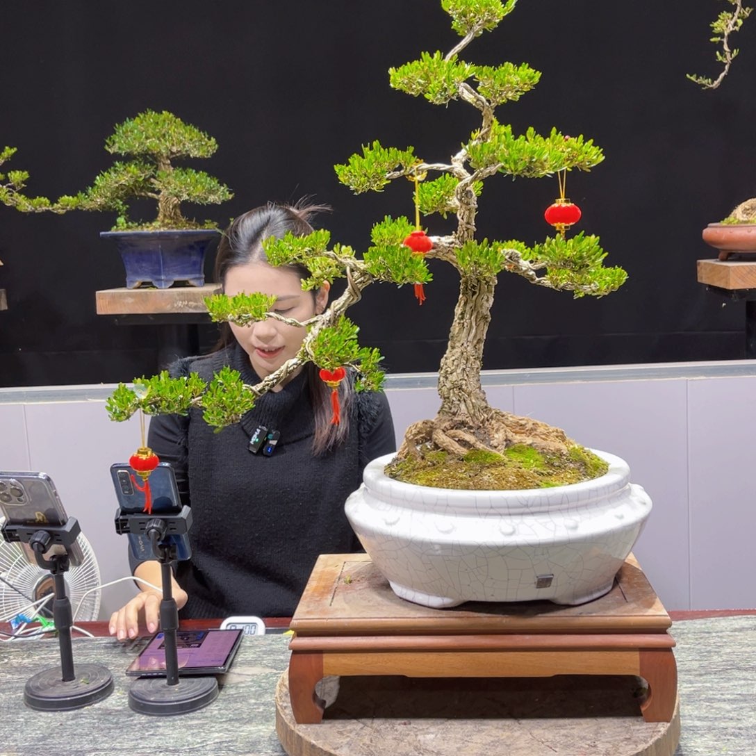 四季常青老桩黄杨盆景