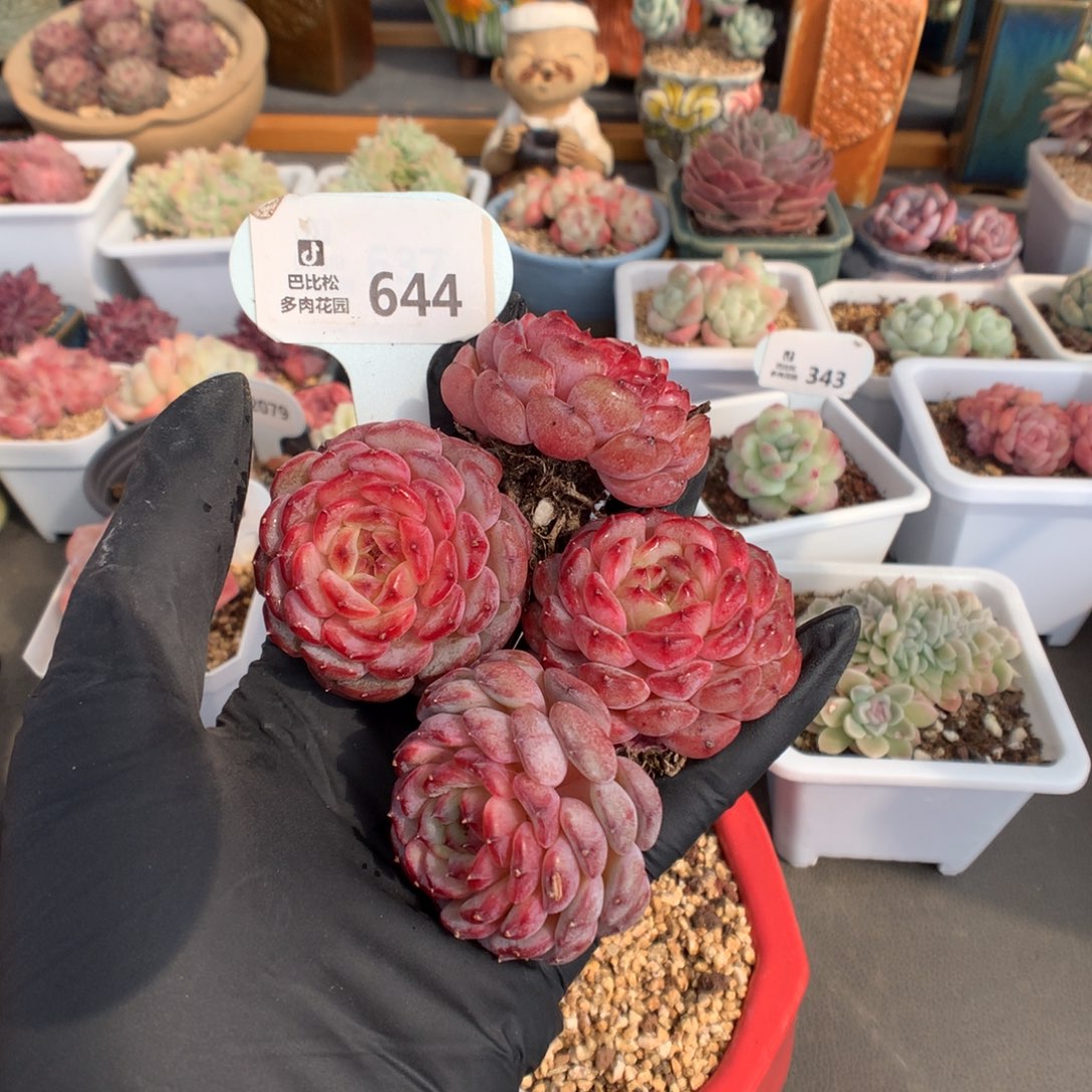 宝***?644 四个白胖子多肉