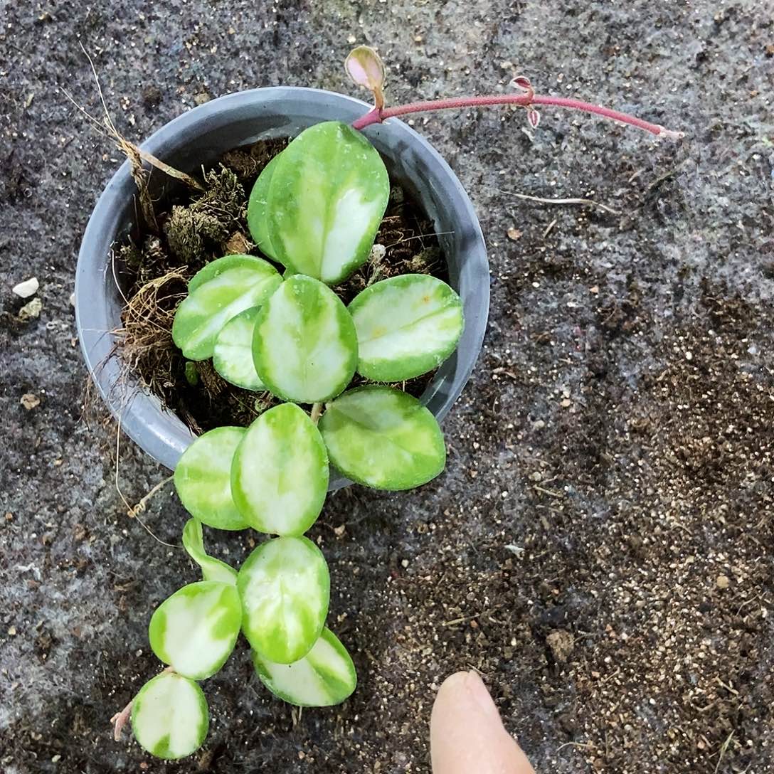 完全开放杂葡内锦