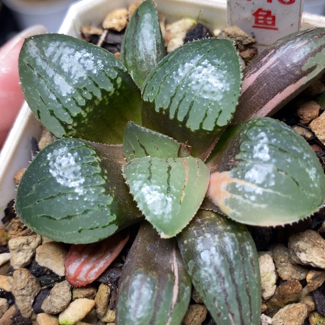 448亲脂姬锦一物一拍