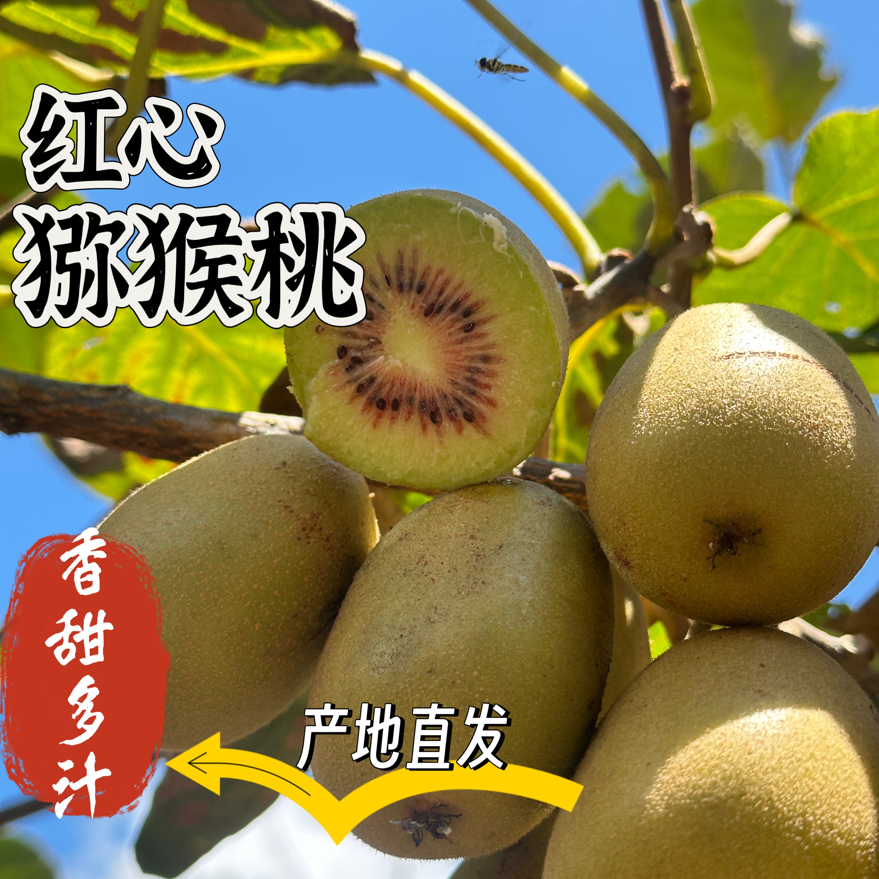 云南德宏陇川户撒红心猕猴桃当季新鲜水果奇异果香甜多汁