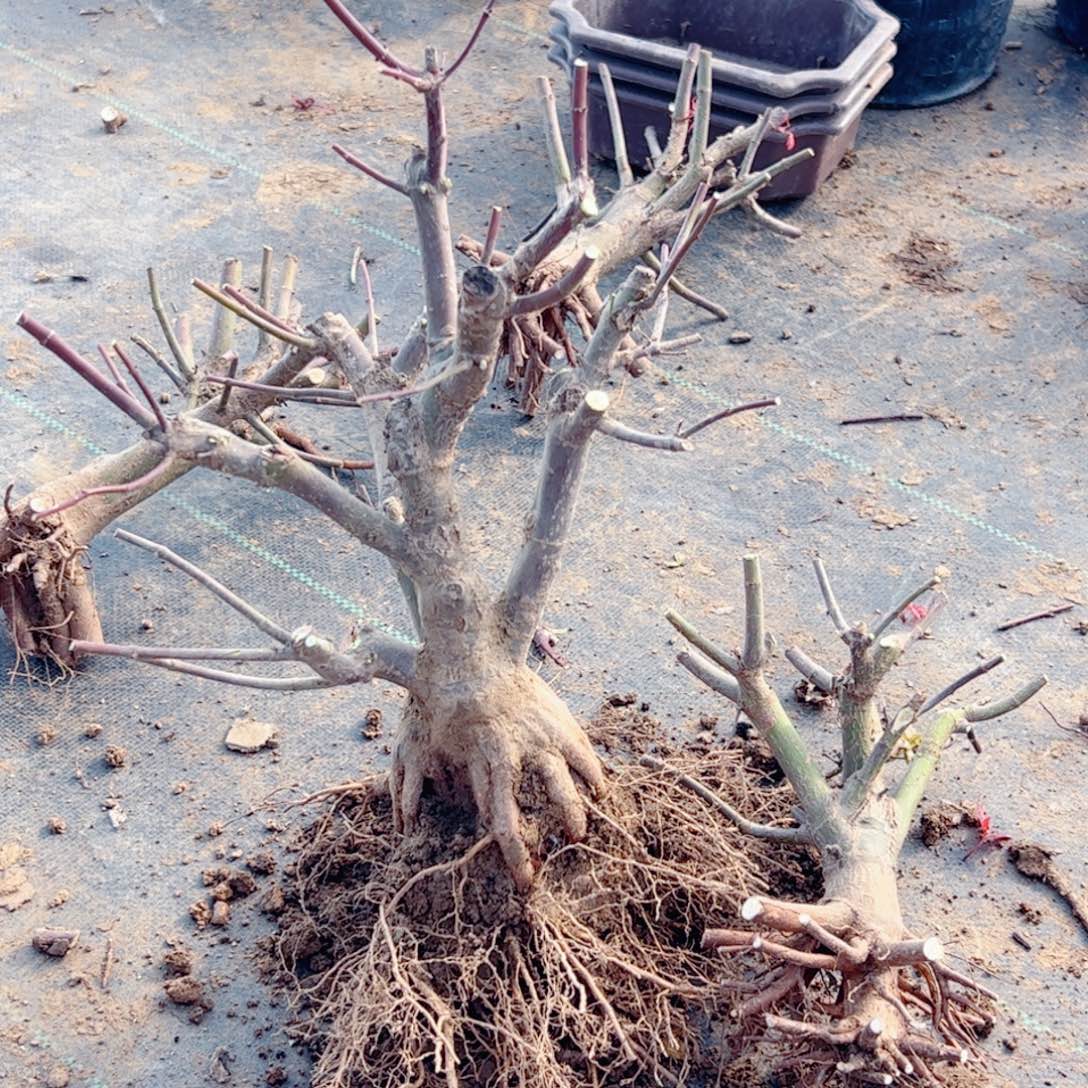 宁***远无花朵枫树……枫树