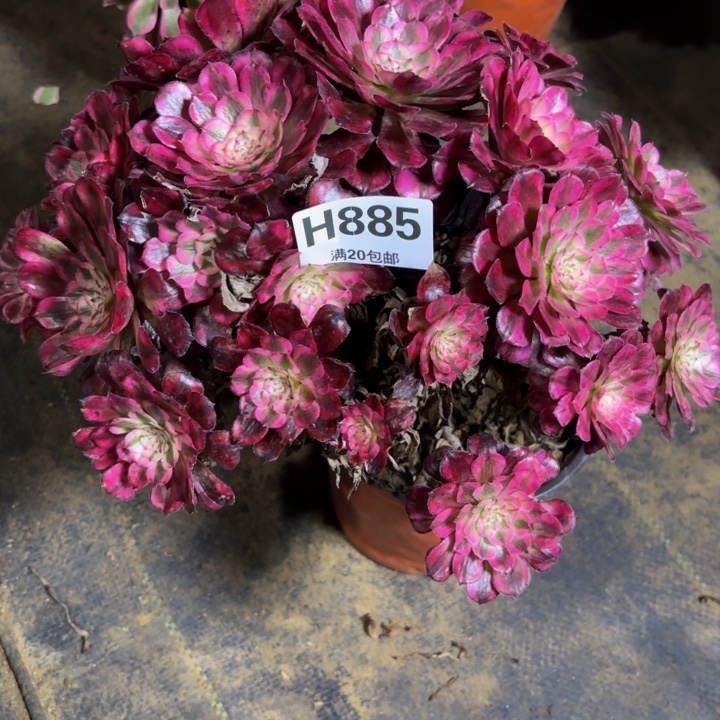 瑞妈，，。。。。885红铜壶超白，