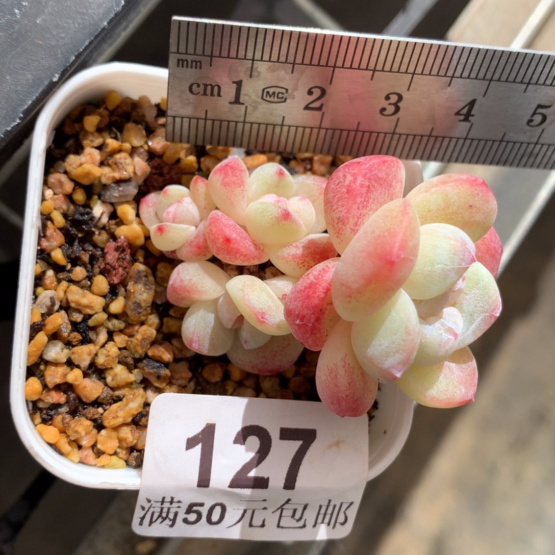 127。小脸四头粉芯冰玉白底。