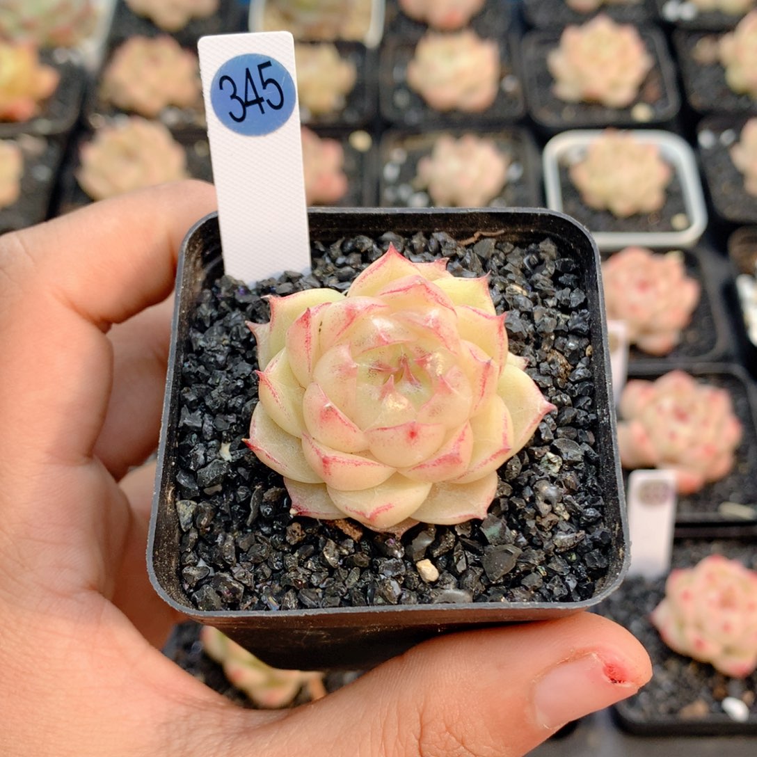58包邮 群生不包整345