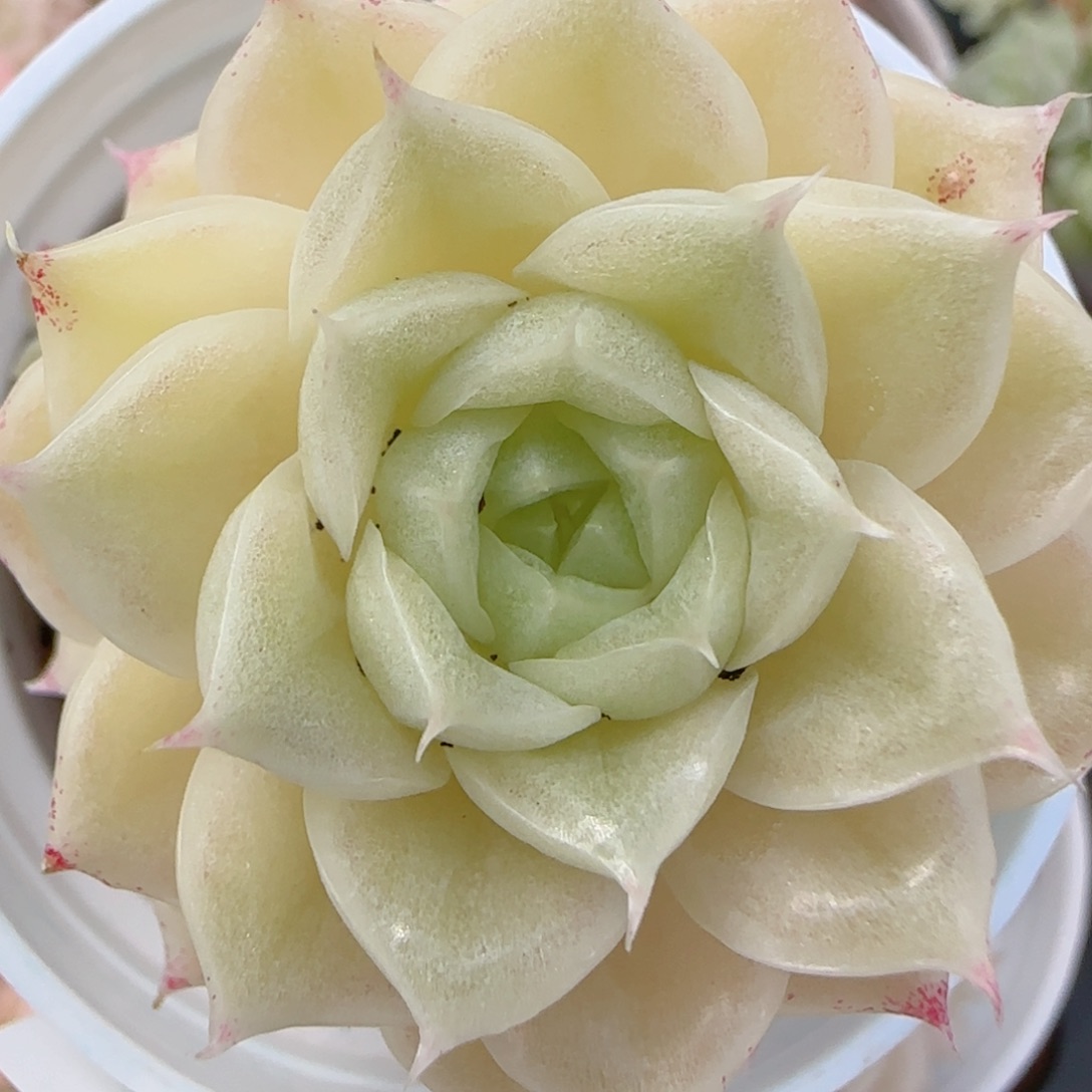 花语多肉1212-193