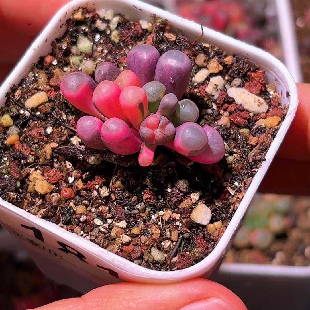 181号五十铃玉锦多肉植物锦一物一拍带盆土