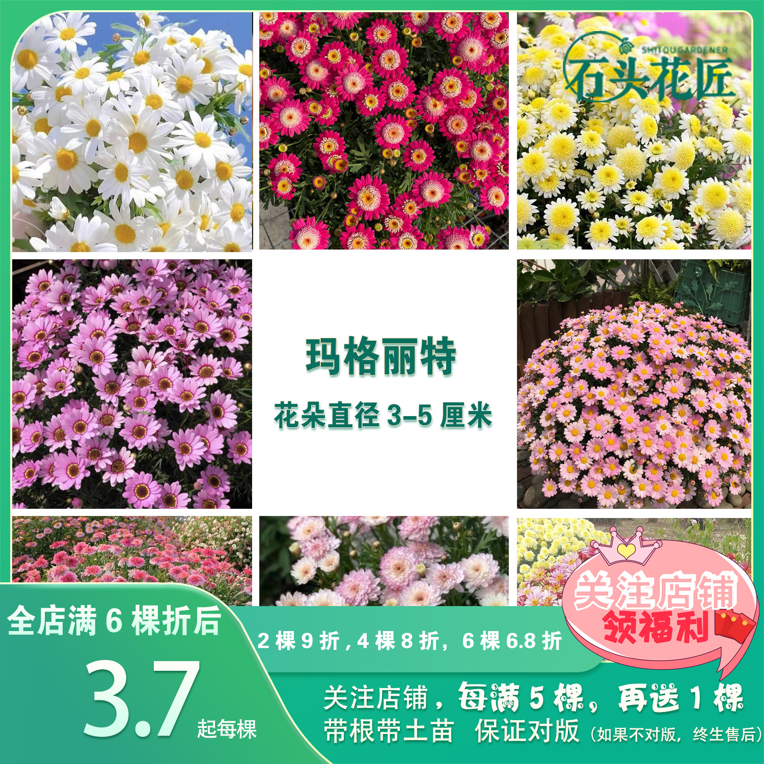 石头花匠 粉色大眼睛 玛格丽特 29个品种 室内阳台爆盆花球