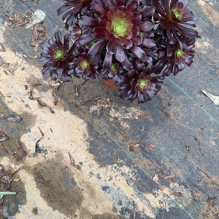 多肉法师植物链接73