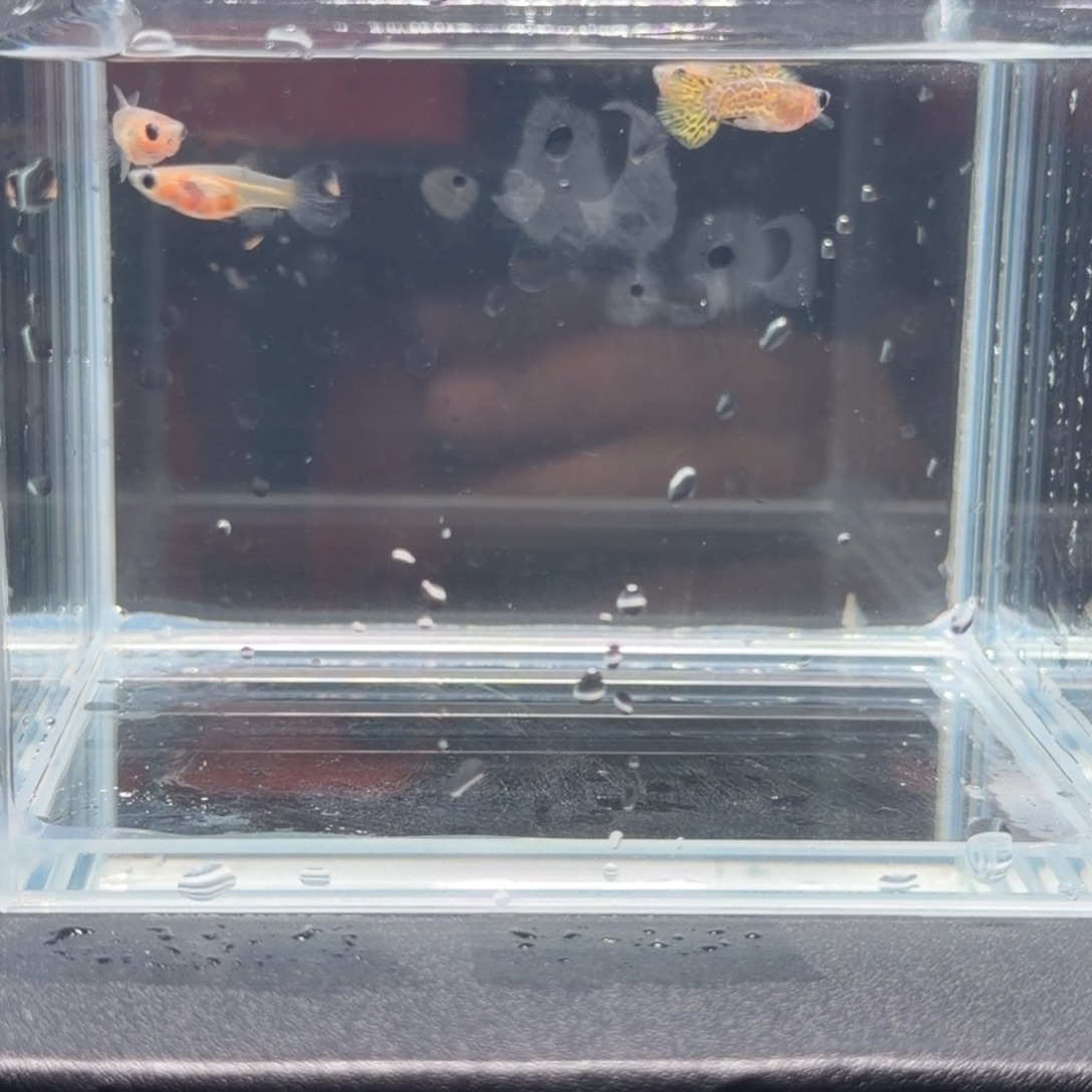 孔雀鱼黑金蕾丝短体苗5条