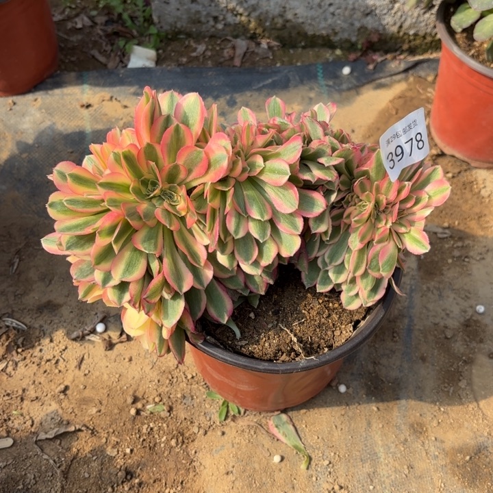 香妃坠多肉法师3978