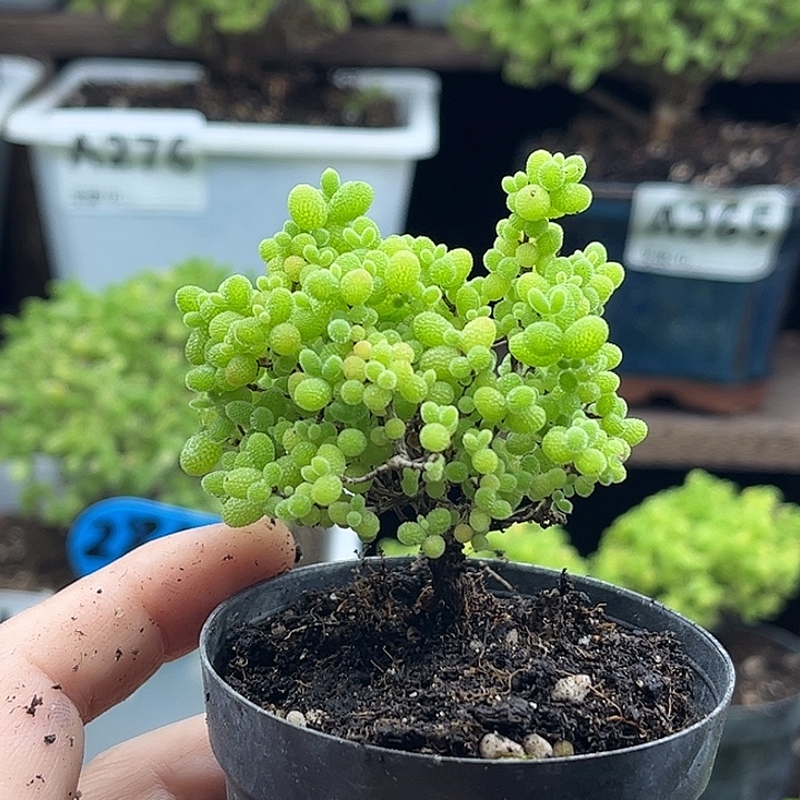 ****宝蜜桔糖球优选枝干番杏