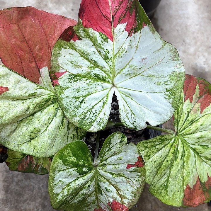 45-0213月亮之上彩叶芋广东现货